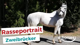 Das Zweibrücker Warmblut im Rasseportrait [upl. by Hance]