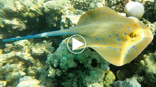 Découverte de la raie pastenague à points bleus taeniura lymma en snorkeling une rencontre magique [upl. by Issak875]