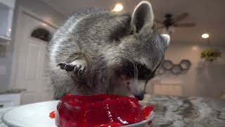 What happens when you give a raccoon JellO [upl. by Fons224]