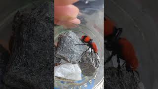 Red Velvet Ant aka the Cow Killer [upl. by Anhavas142]