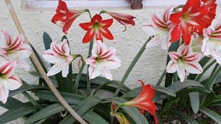 Amaryllis Lily Care through out the year of Plants amp Bulbs to have max Blooms [upl. by Ysak626]