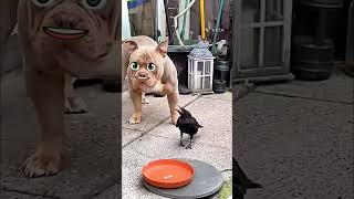 funny dog reaction video viral youtubeshorts 🤪😄 wait for end 🤪 [upl. by Brozak595]