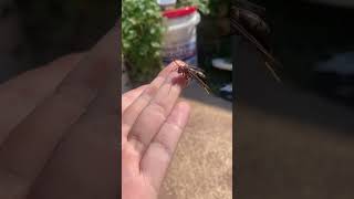 Cool ass wasp it does a kickflip [upl. by Ahsinirt]