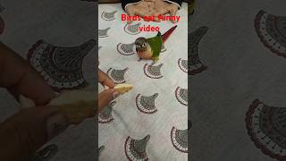 😘 birds eat shorts funnybirds viralshorts [upl. by Mohn]