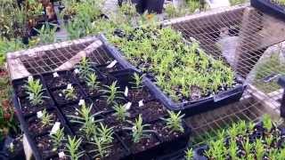 Butterfly Milkweed Tuberosa propagation [upl. by Florio]