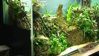 My tank  Bucephalandra and Corydoras [upl. by Norton485]