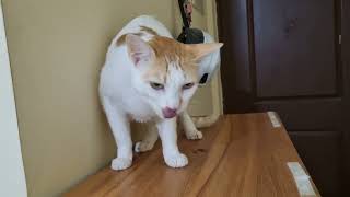 Cute Guest cats Suki amp Oros 14th stay compiled moments kittuandlilysworld catvideos funnycats [upl. by Attenod505]