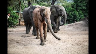 Orphan elephant Shukuru moves to Umani Springs  Sheldrick Trust [upl. by Mareld761]