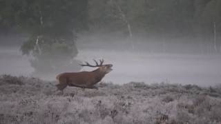 Edelhert bronstijd  Burlende herten op Heide  Op de Veluwe movie [upl. by Inatirb496]