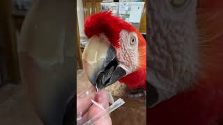 Person is preening their Macaw Parrot [upl. by Ronoc642]