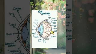 Eyepartsbiology Biologyjinx Physicsjinx chemih3d [upl. by Eila326]