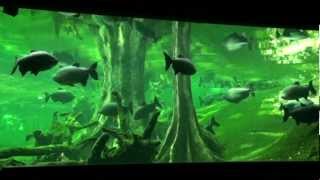 Cosmo Caixa Amazonia Aquarium wwwaquawiadomoscipl [upl. by Anawot]