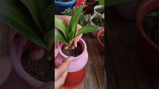 Clay pot DIY💗💗houseplants balconygardendiy [upl. by Noella]