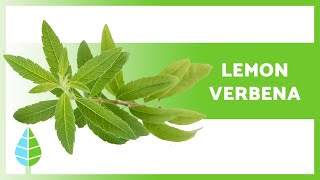 BENEFITS of LEMON VERBENA 🌿 Properties How to Take it and Contraindications [upl. by Leasim575]