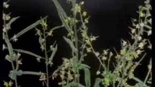 Wisconsin Fast Plants Life Cycle Time Lapse [upl. by Merp615]