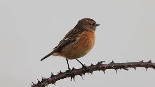 Stonechat [upl. by Haggi]