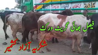 Thankx Azad Kasmir Cargo Goes to Kashime by butter Dairy farm in north punjab Pakistan [upl. by Avra]