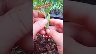 🍅🍅Tomato ki grafting tomatoe agriculture tomato gardening tomatocutting garden tomatoflower [upl. by Nyledam483]