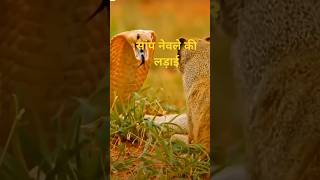 तू नाच मैं गांव छेड़ मिलनके गीतsnake music cobra वायरलsong [upl. by Filberto]