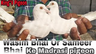 WASIM BHAI OR SAMEER BHAI KE MADRASI PIGEONBHIWANDI MAHARASTARA [upl. by Moshe189]