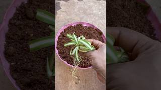 Reusing ♻️bottle top ➡️to grow spider plant youtubeshorts trending shortsfeed shortsfeed [upl. by Broderic193]