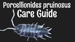 Porcellionides pruinosus Isopod Care Guide [upl. by Beauvais558]