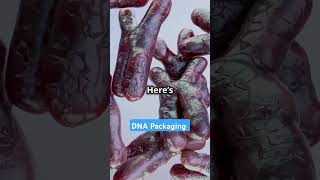 DNA Nucleosome Genetics MolecularBiology ScienceExplained GeneRegulation Histones facts [upl. by Ainos617]