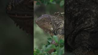 Chameleons in the Wild Up Close Encounters with Natures Living Rainbows [upl. by Othelia71]