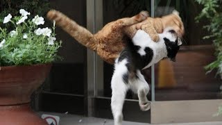 Epic Cat Fights of 2024 The Fur Flies in This Hilarious Compilation [upl. by Xonk]