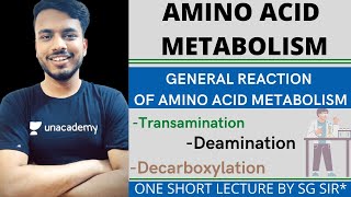 amino acid metabolism biochemistry  general reaction of amino acid metabolism  transamination [upl. by Sedlik769]