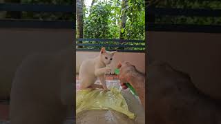 Dont do this to your cat 😺👿 comb sound makes cat 🤮 funnycat full video instelunde [upl. by Aleunam]