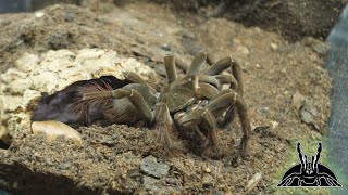 Flawless TARANTULA FEEDING VIDEO none refused food [upl. by Donny938]