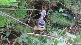 New Zealand Pied Fantail  Close Up [upl. by Ares968]