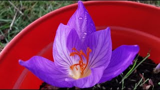 The autumn flowering Crocus speciosus the Biebersteins Crocus a gorgeous autumn blooming flower [upl. by Almeda672]