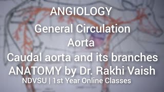 ANGIOLOGY  Aorta Caudal aorta GENERAL CIRCULATION IntroductionAnatomy by Dr Rakhi VaishNDVSU [upl. by Nangem]