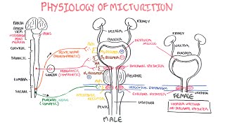 Physiology of Micturition [upl. by Langelo]