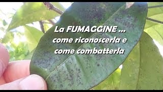 LA FUMAGGINE come riconoscerla e come combatterla [upl. by Ydda]