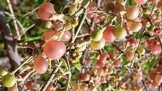 Salvadora persicapeelu desert fruit [upl. by Armillia]