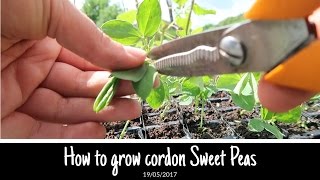 How to grow Sweet Peas with the cordon method [upl. by Silvie]