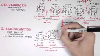 Biochemistry of Carbohydrates [upl. by Anitsirt983]