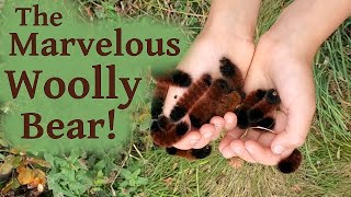 What Are Woolly Bears Woolly Worms [upl. by Kaleb]