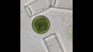 Green Algae Oedogonium Zoospores Being Released And Swimming [upl. by Laenaj]