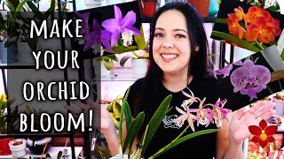 The trick to making Orchids bloom  Orchid Care for Beginners [upl. by Guibert]