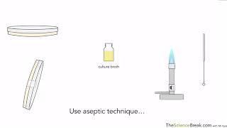 Culturing Microorganisms For AQA 91 GCSE Biology Only [upl. by Ylatfen]