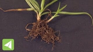 Fibrous roots and tap roots  Plant Physiology  Biology [upl. by Halli186]