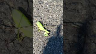 Praying Mantis Parasite Horsehair Worm prayingmantis nature parasite Ran over by a Car [upl. by Buerger]