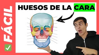 🤯 HUESOS DE LA CARA fácil con MNEMOTECNIA [upl. by Gresham487]