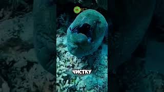 это рыба чистюля 😱🐠 животные милыеживотные [upl. by Filmer]