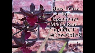 How I care for my Colmanara Maisa Red  Update 1  CareCollab [upl. by Neelyak]