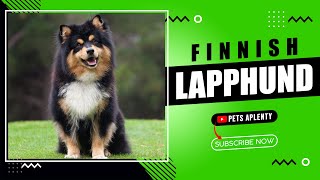 What is a Finnish Lapphund [upl. by Aneehsak]